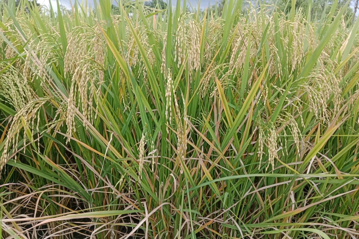 Kementan alokasikan dana Rp7 miliar tingkatkan produksi padi di Lombok