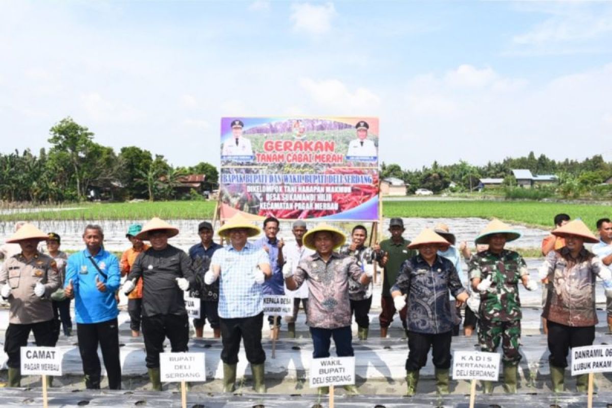 Bupati: Gerakan tanam  cabai upaya penguatan ketahanan pangan