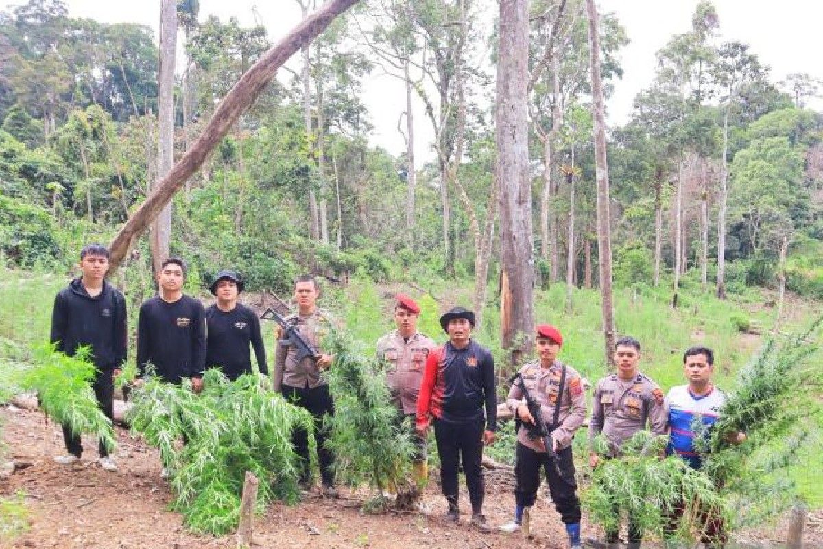 Mandailing Natal Police destroy six hectares marijuana fields