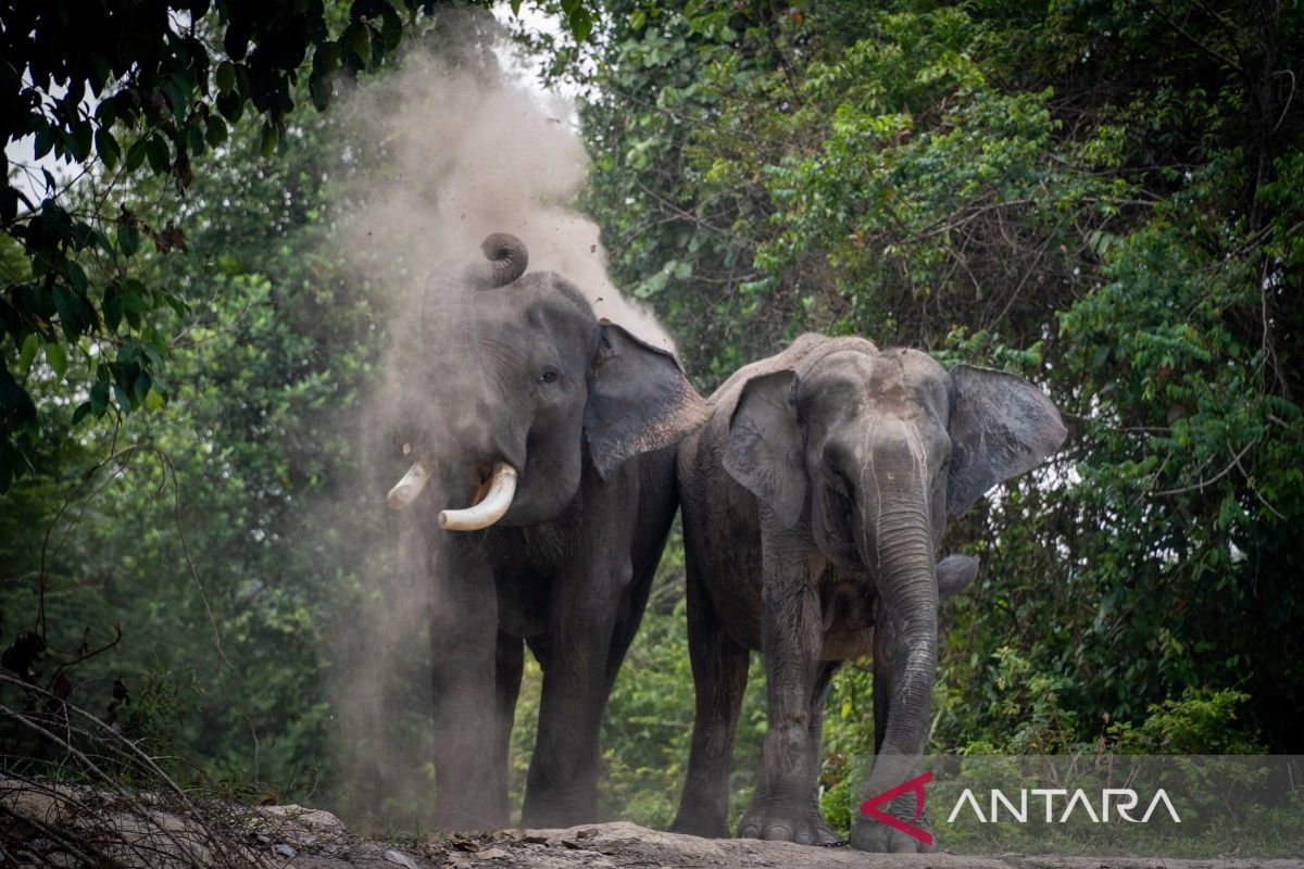 PHR Luncurkan Program Sahabat Gajah untuk Redam Konflik Satwa