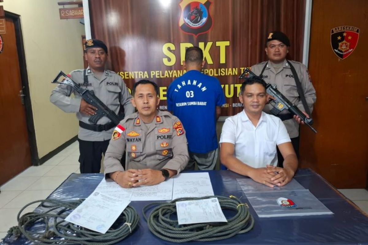 Polisi: Pencuri sapi di Sumba Barat terancam hukuman tujuh tahun penjara