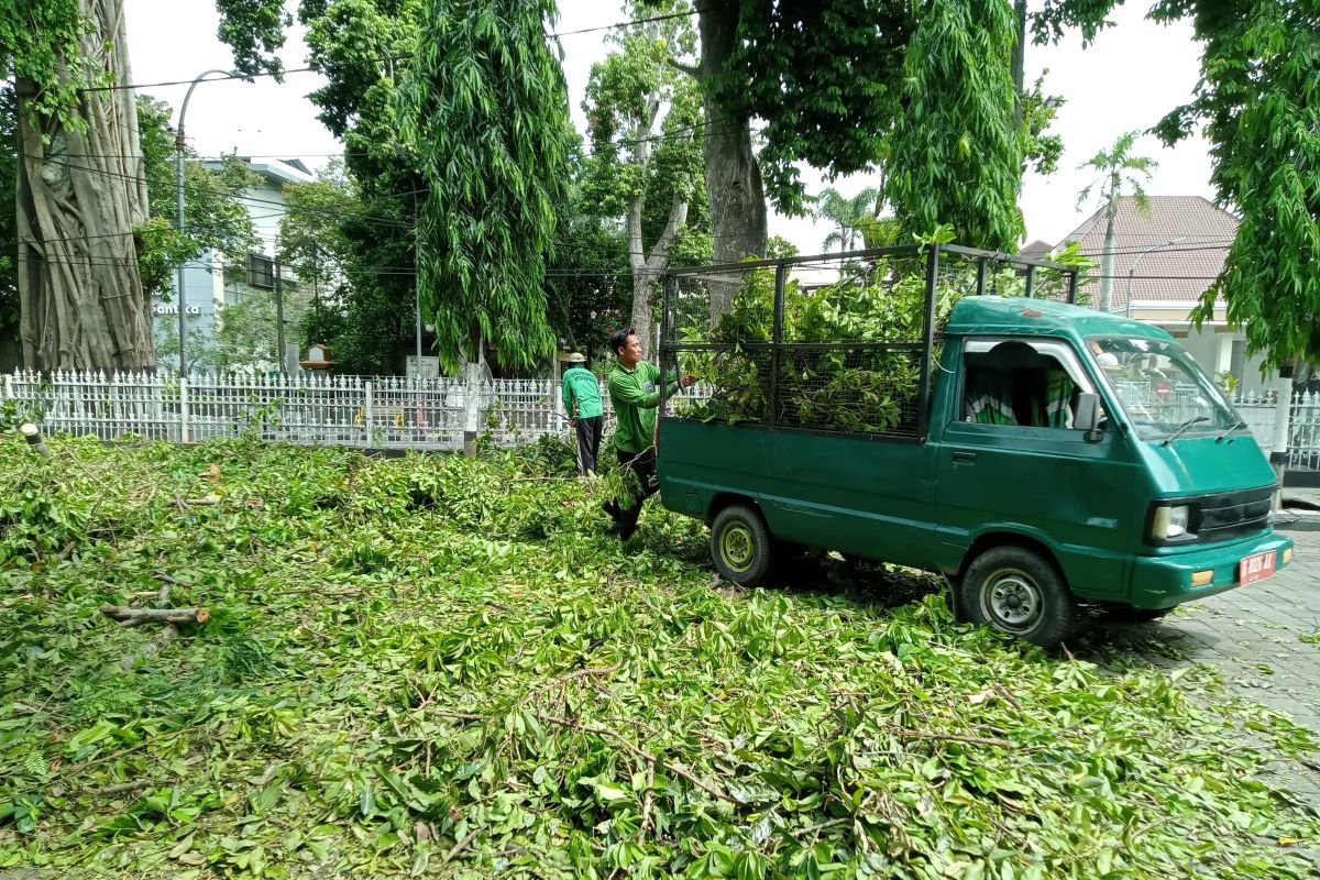Pohon rawan tumbang di Mataram didata antisipasi cuaca ekstrem