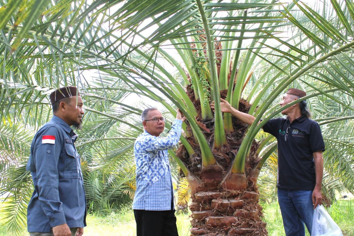 Inovatif! BRIDA NTB gunakan kultur jaringan untuk bibit kurma