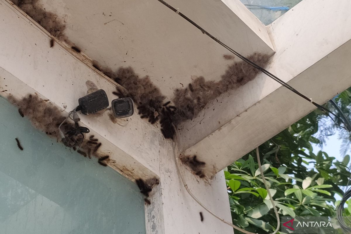 Populasi ulat bulu kembali merebak di Kemanggisan Jakarta Barat