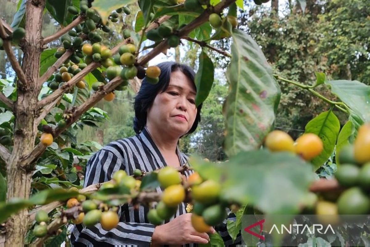 Perhutani  Kedu Utara libatkan warga kelola 8.000 hektare kebun kopi