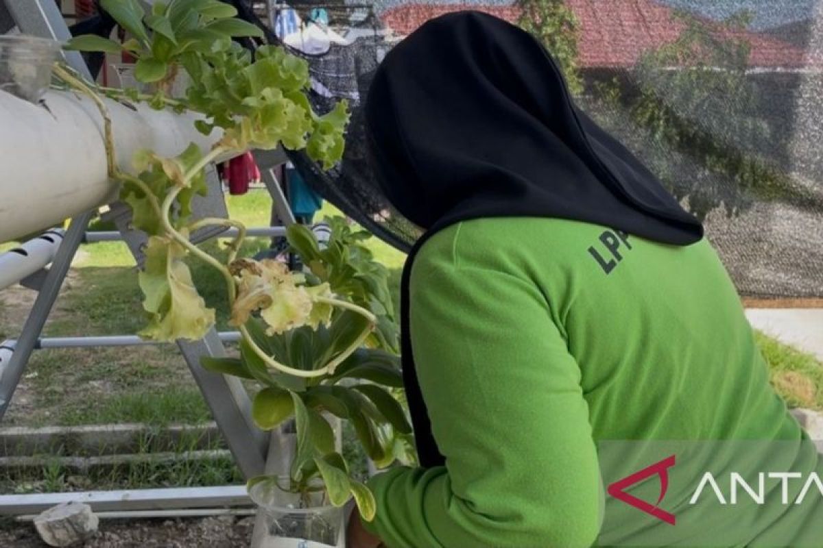 Lapas Perempuan Padang tanam sayuran untuk implementasikan Asta Cita