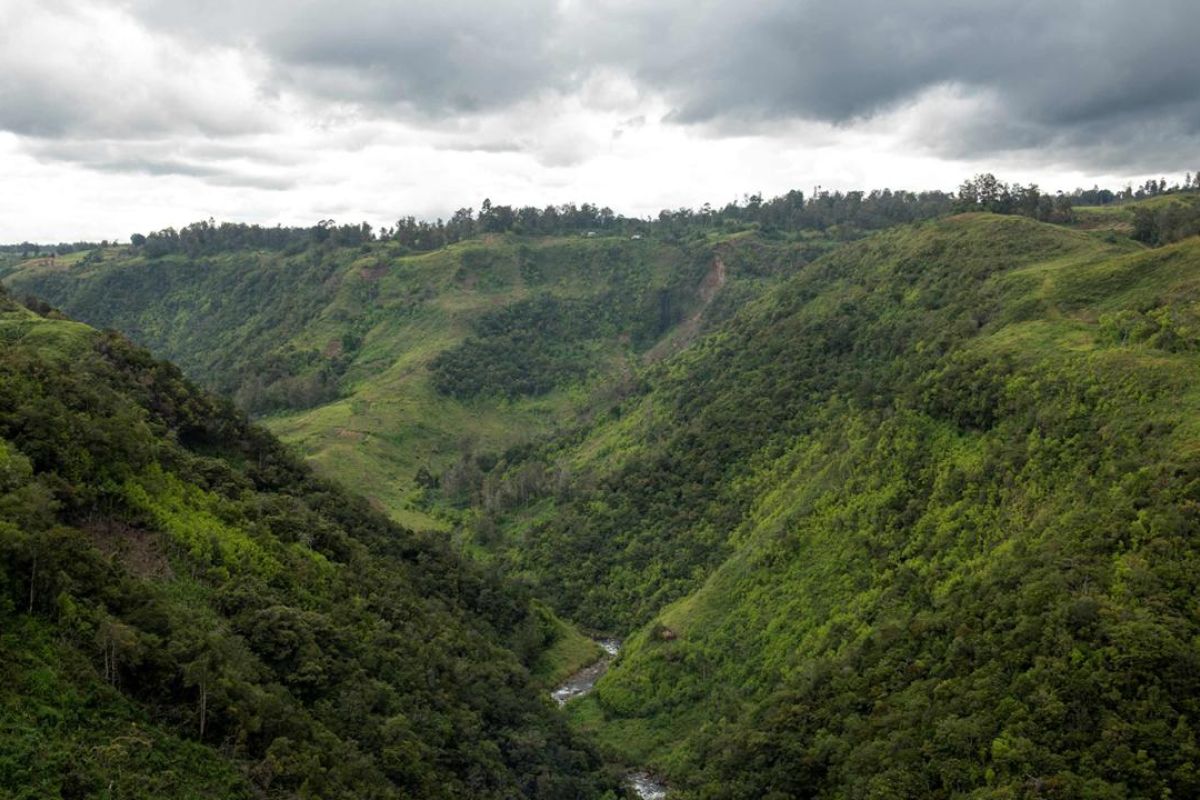 GEF luncurkan inisiatif regional jaga hutan primer Asia Tenggara
