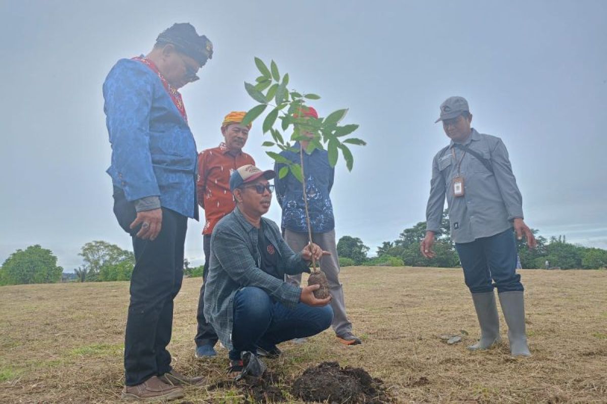 Sebanyak 100 pohon mahoni ditanam di kawasan Situs Pokekea Poso