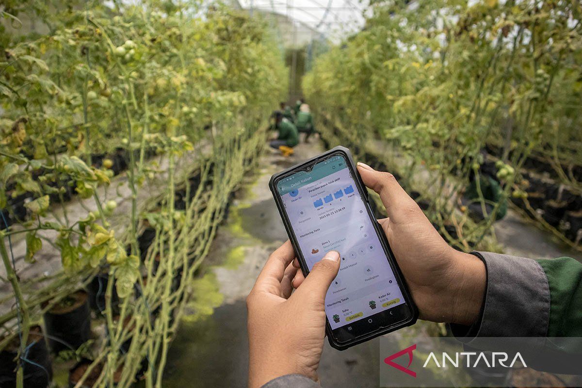 Ketika AI masuk lahan petani kecil