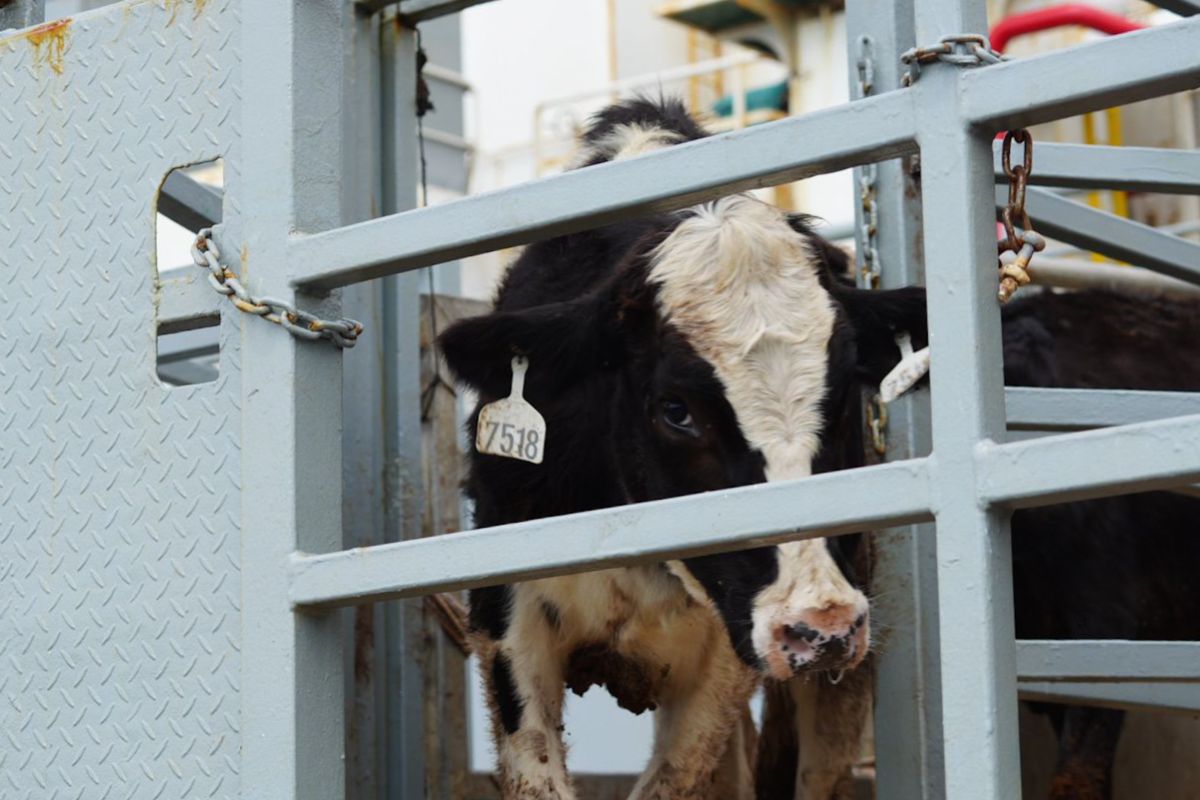 RI imports 1,573 dairy cows from Australia to boost milk production