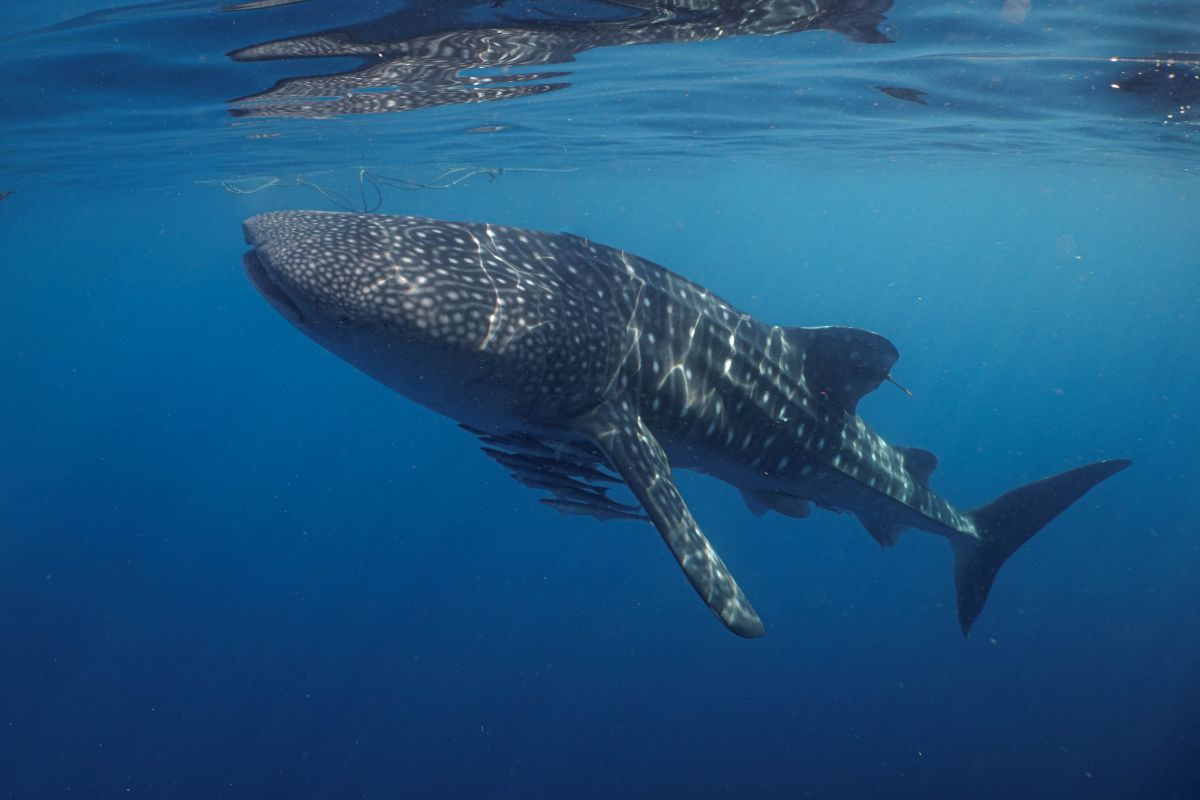 NTB sets new rules to promote responsible whale shark tourism