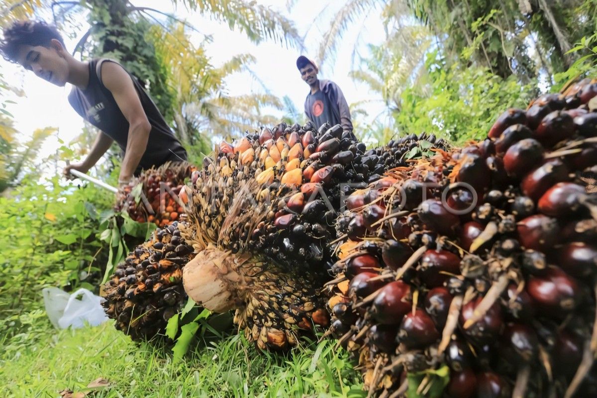 Indonesia develops bioethanol from palm oil waste for energy swift