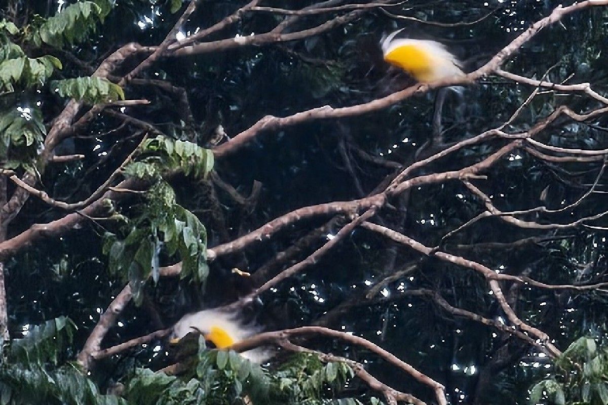 Burung cenderawasih menjadi daya tarik utama Bukit Issoy