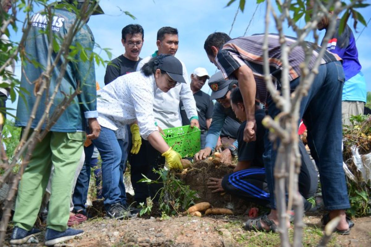 Pemkot Semarang ajak manfaatkan lahan kosong untuk pertanian singkong