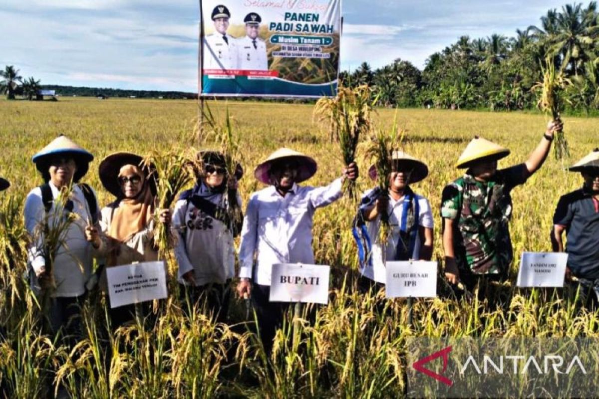 Pemkab Malteng catat hasil produksi padi sawah capai lima Ton per hektare
