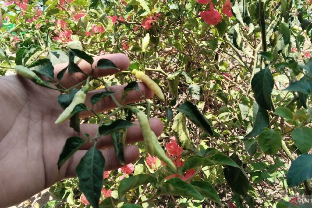 Dinas Pertanian Palembang inisiasi ASN tanam sayur dan ternak ikan