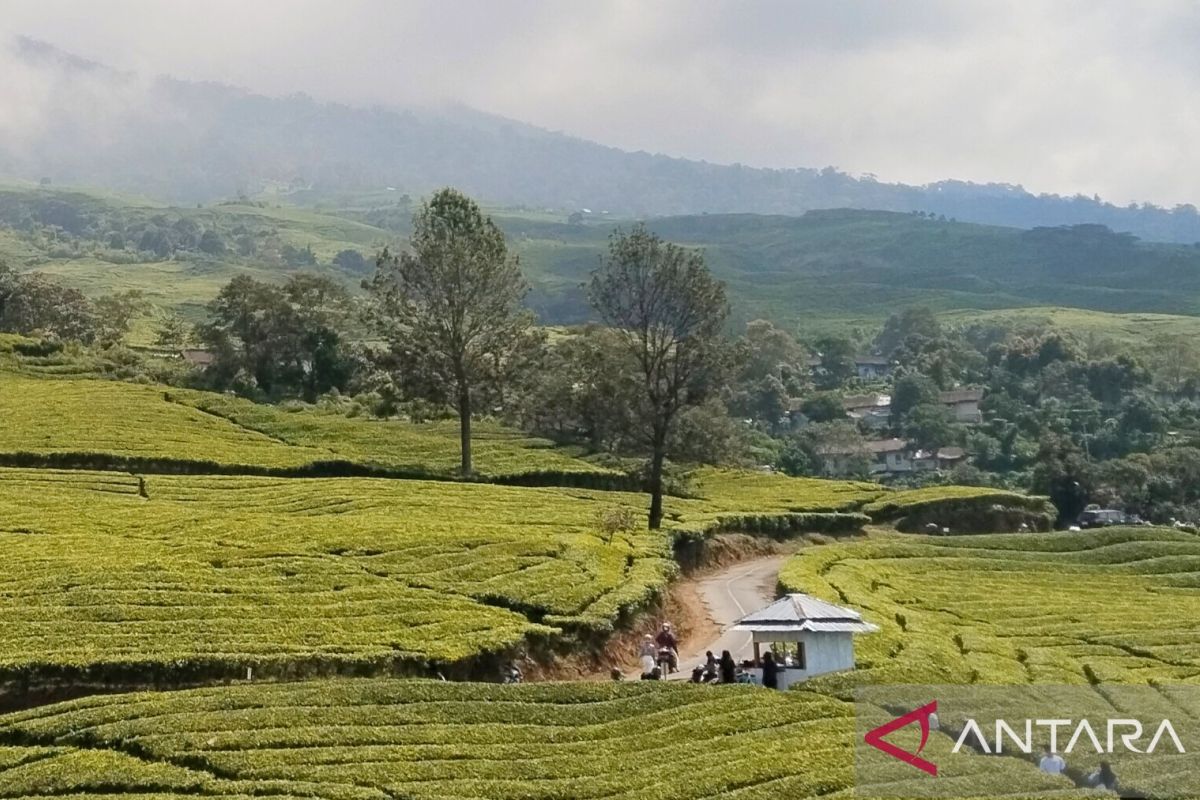 Sebanyak 1.093 pendaki jajaki Gunung Dempo pada Juni 2025