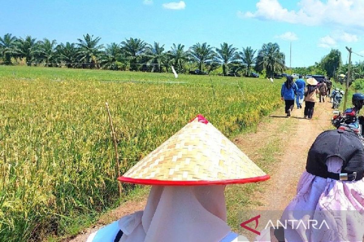 Pertanian penyerap terbesar tenaga kerja di Kotim