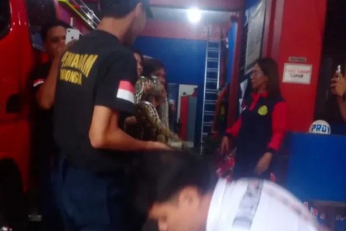 BKSDA Maluku terima penyerahan dua ekor satwa ular dilindungi dari warga