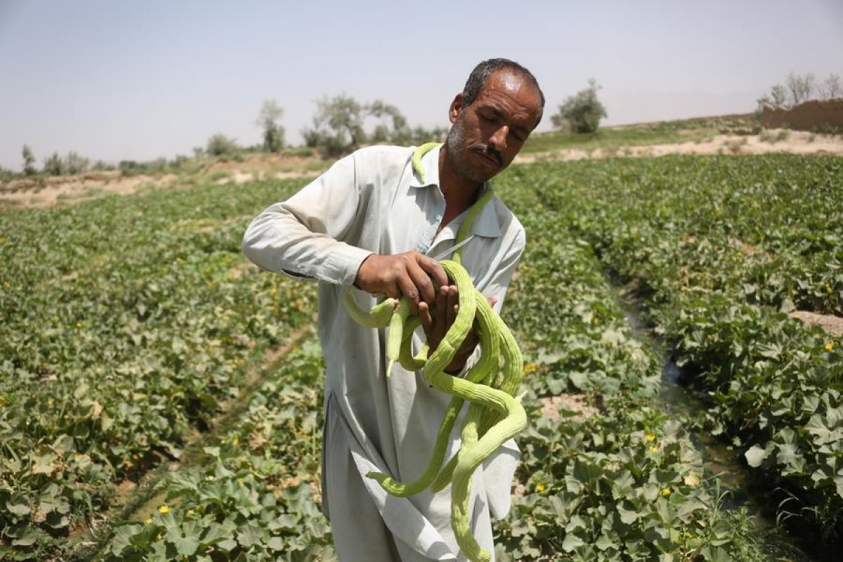  Menengok panen "melon ular" di Kabul, Afghanistan