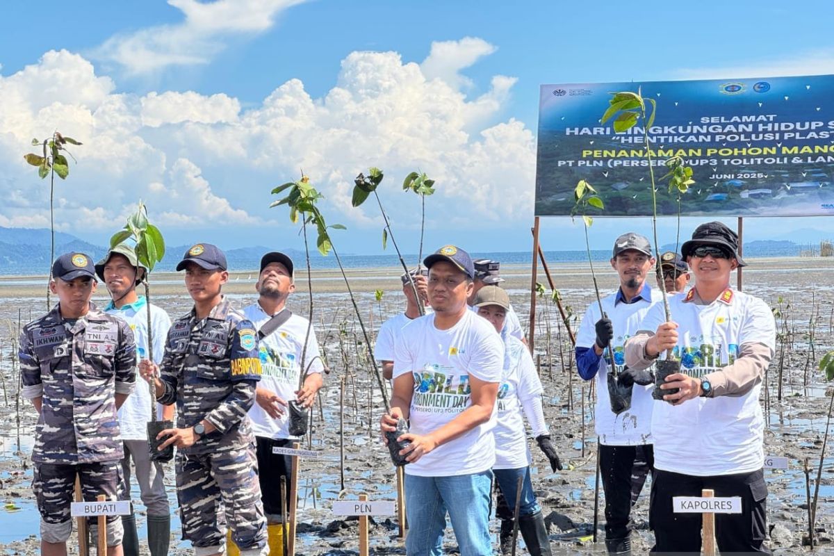 PLN UP3 Tolitoli tanam 5.000 pohon mangrove lindungi pesisir dari abrasi