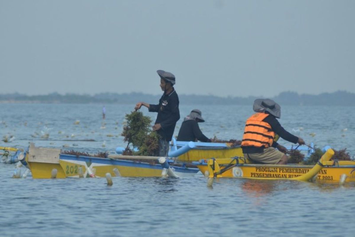 Lahan potensial budi daya rumput laut di Bondo capai 44,36 hektare
