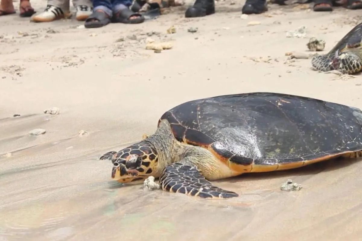 Action plan on sea turtles involves multi-stakeholder engagement: govt