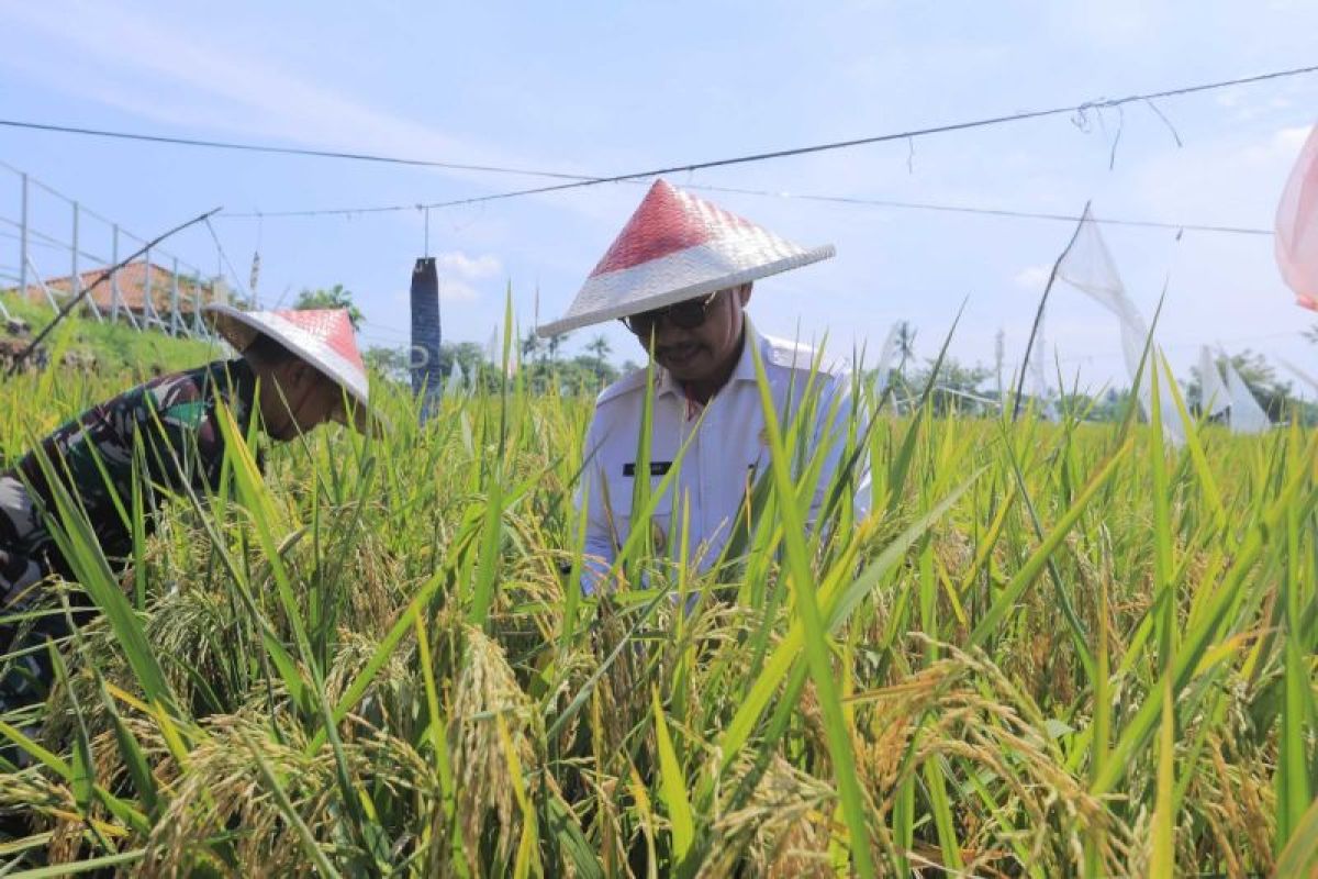 Program ketahanan pangan Kota Tangerang diapresiasi Kemendagri