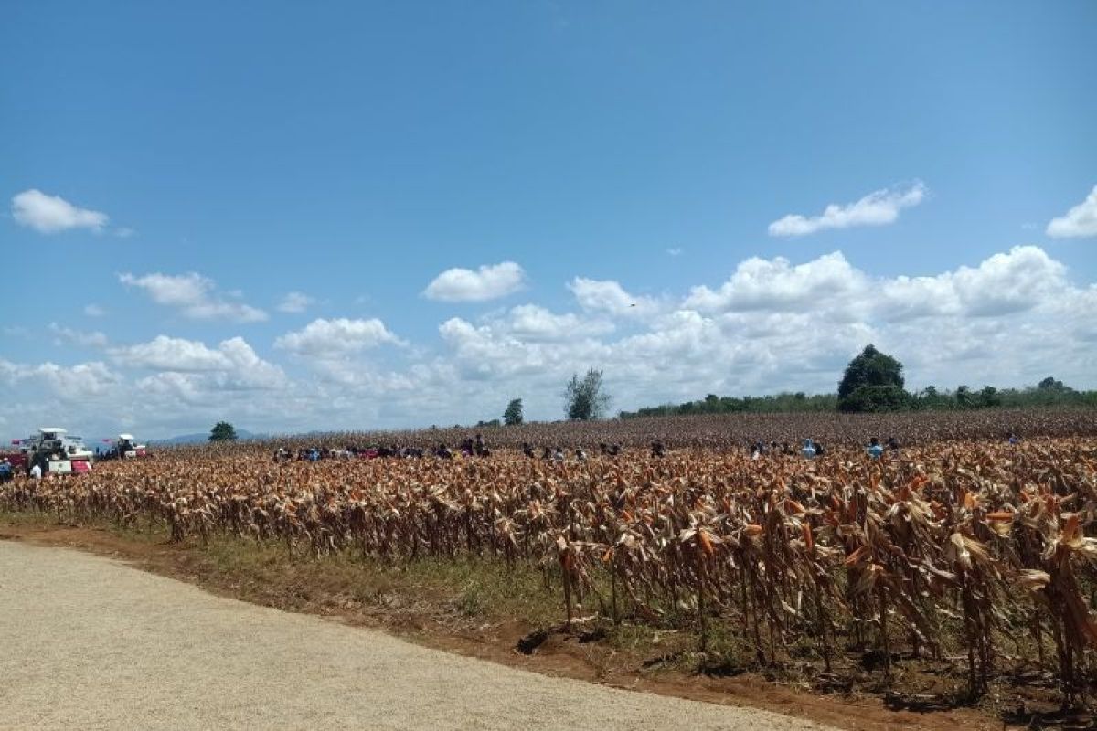 Kabupaten Bengkayang jamin stabilitas harga jagung pasca-panen
