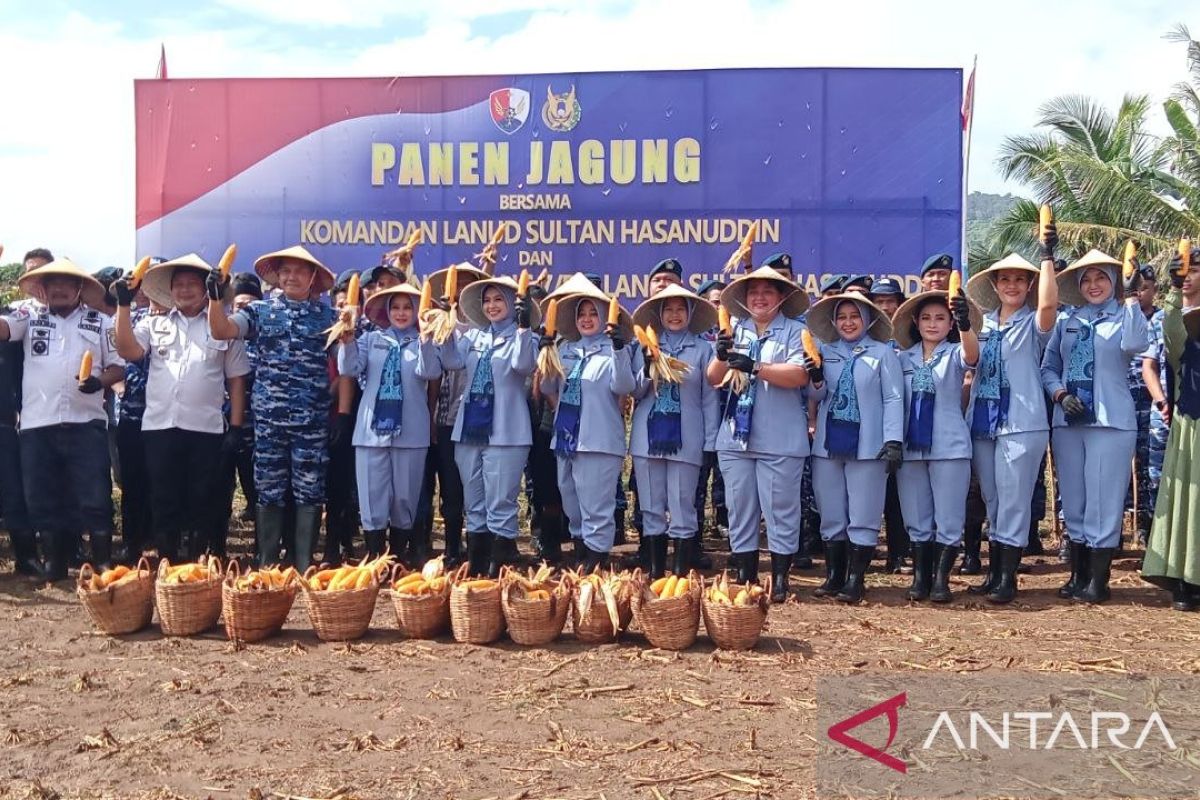 Danlanud Hasanudin panen jagung di Maros dukung ketahanan pangan