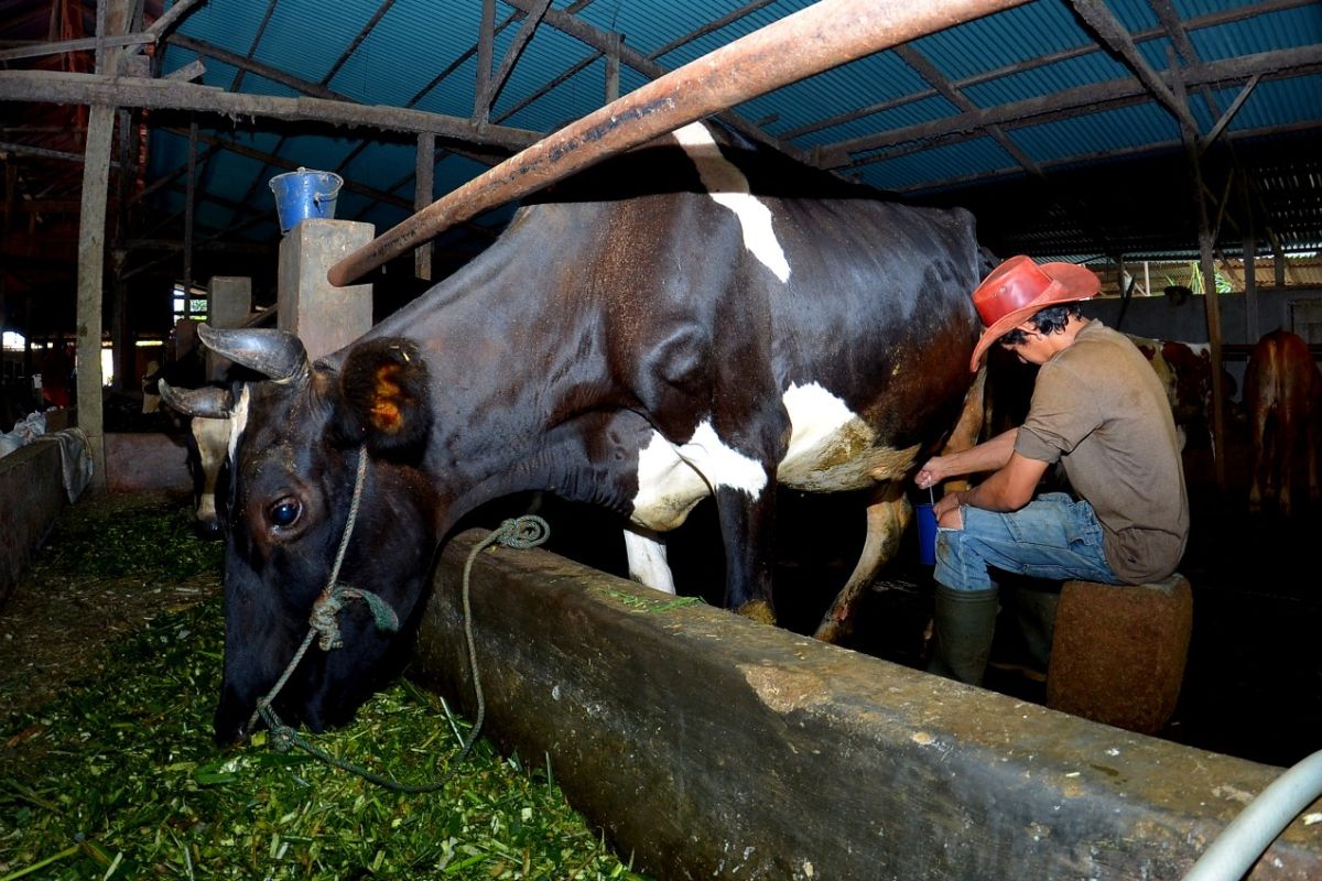 Dapat fasilitas pembiayaan dari BRI, Klaster Susu di Ponorogo tingkatkan kapasitas produksi