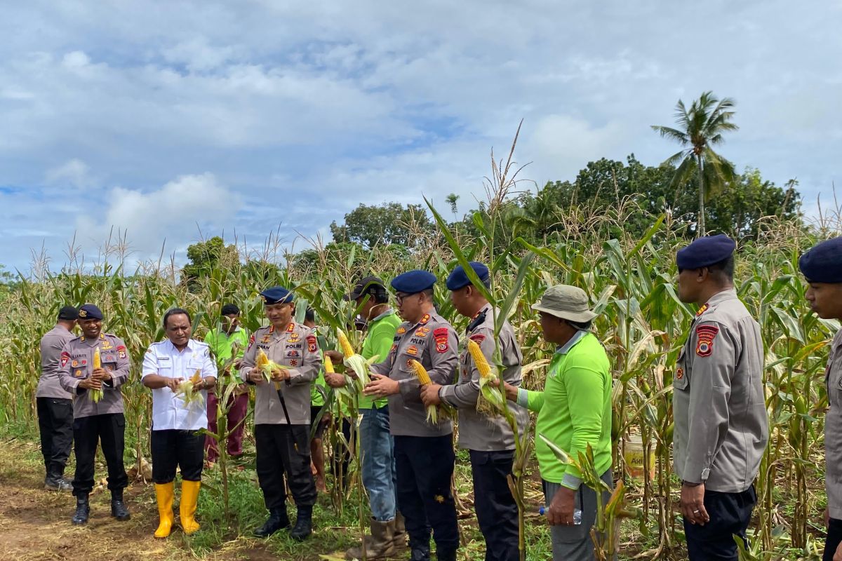 Polda Maluku panen  dua ton jagung  dukung ketahanan pangan