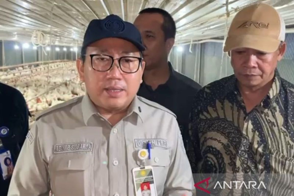Kementan pastikan tindak pihak yang tidak patuhi aturan HPP ayam hidup