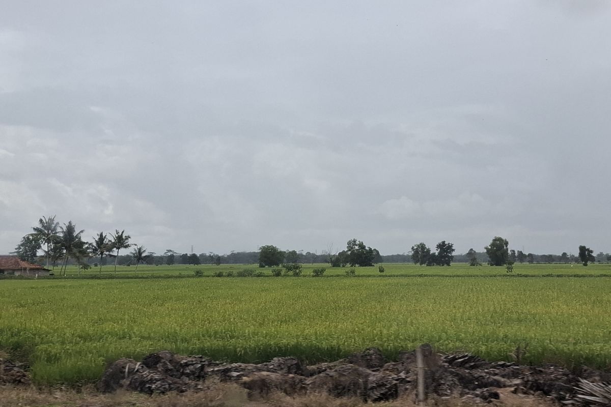 Target luas oplah dan tusip di Lampung pada 2025 capai 134 ribu hektare