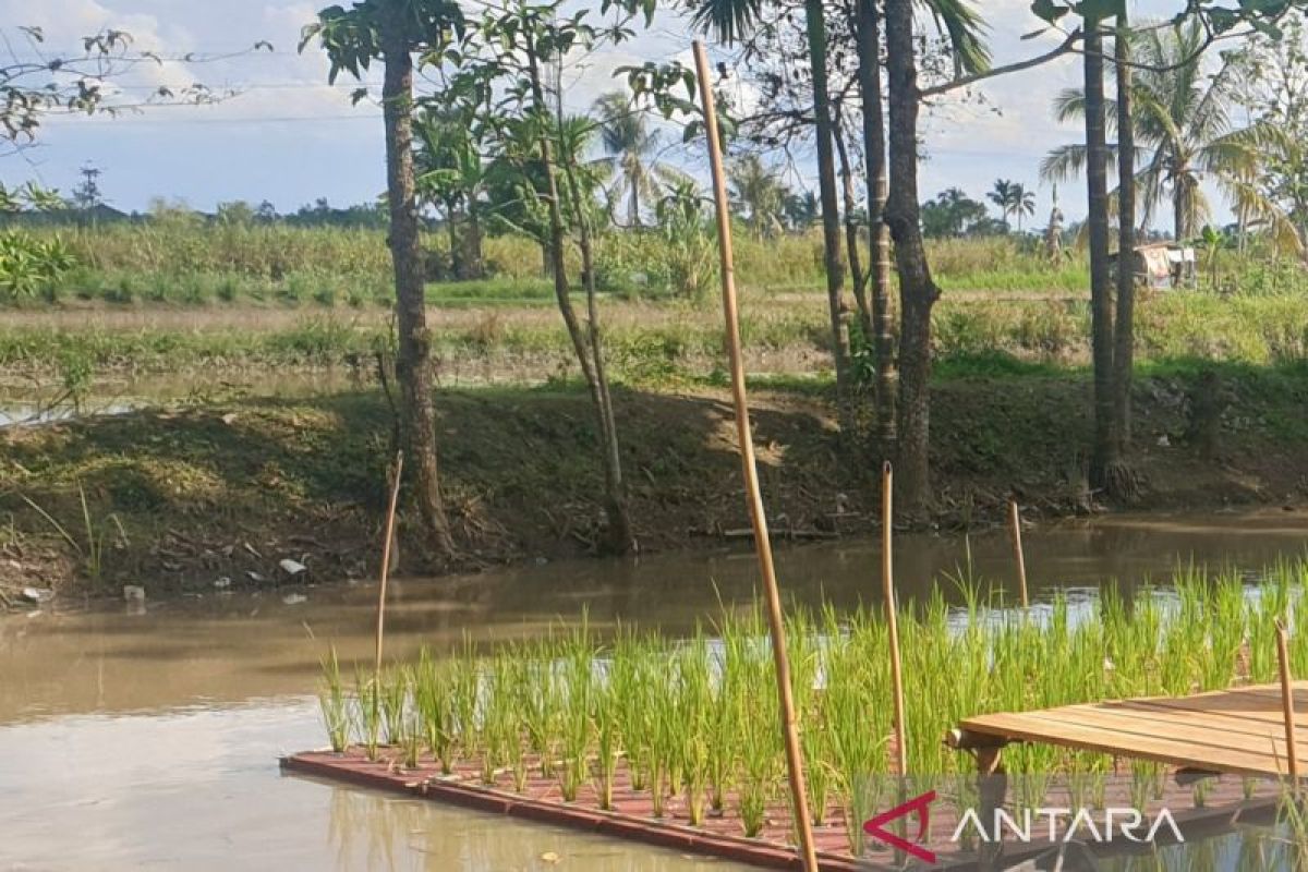 Program cetak sawah di Sumsel berjalan sesuai rencana