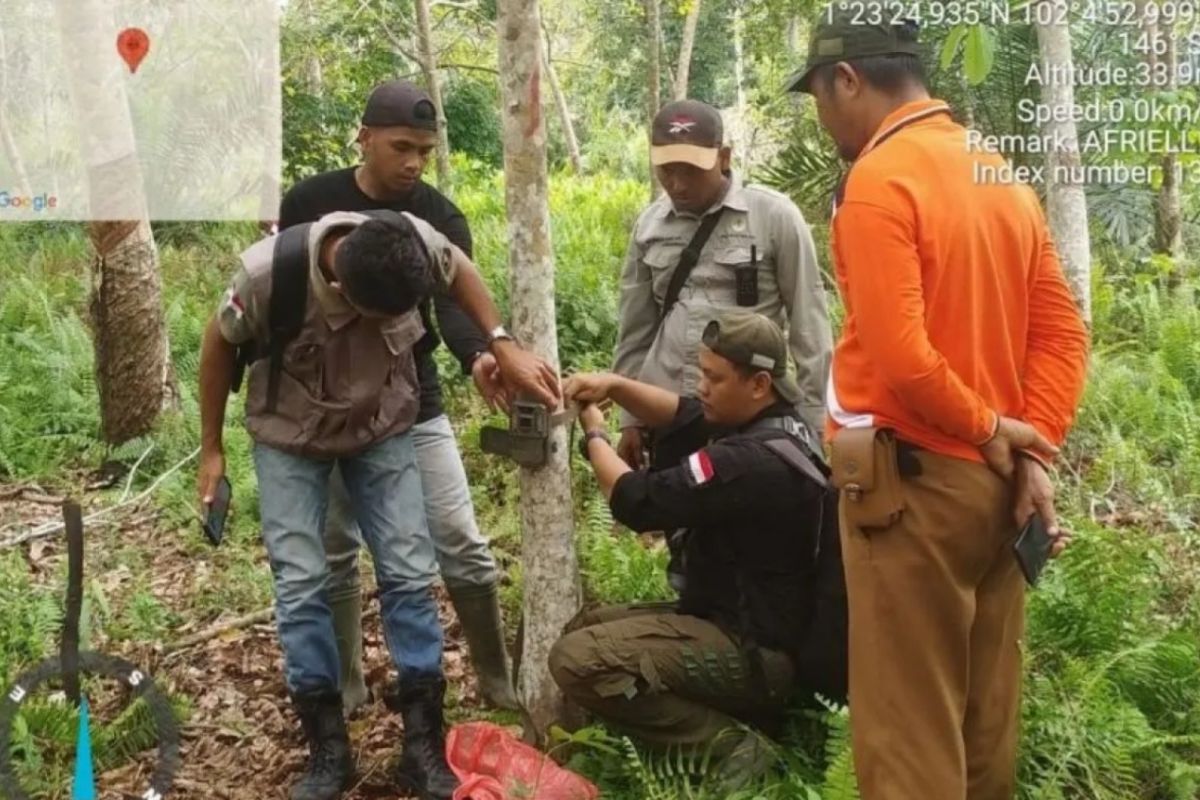 BB KSDA Riau pantau aktivitas harimau sumatera jantan di Pelalawan