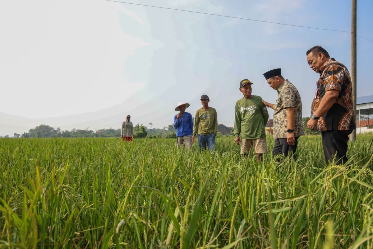 Pemprov Jateng  salurkan 13.625 kg benih padi untuk petani Grobogan