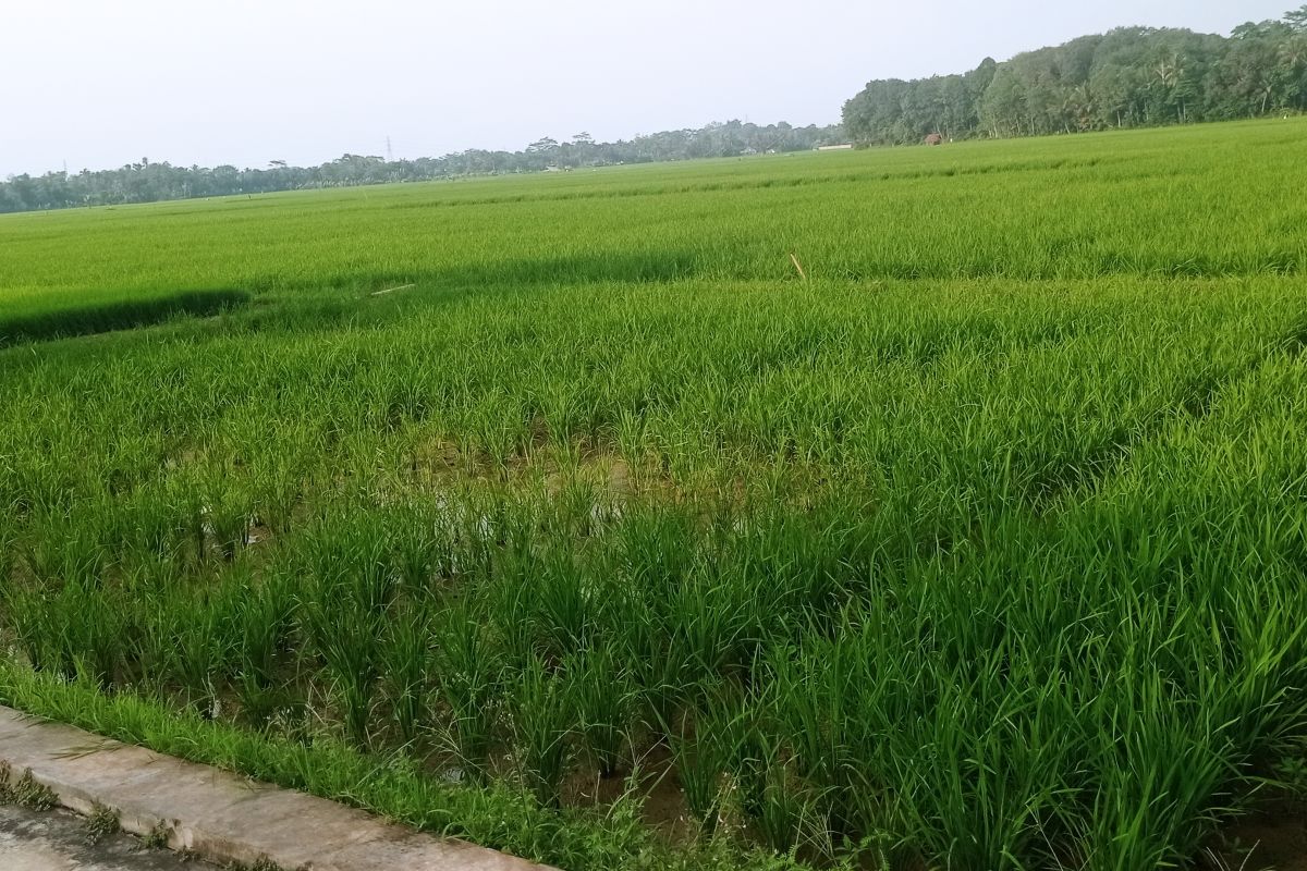 Gapoktan di Lebak perkuat ketahanan pangan lewat percepatan tanam