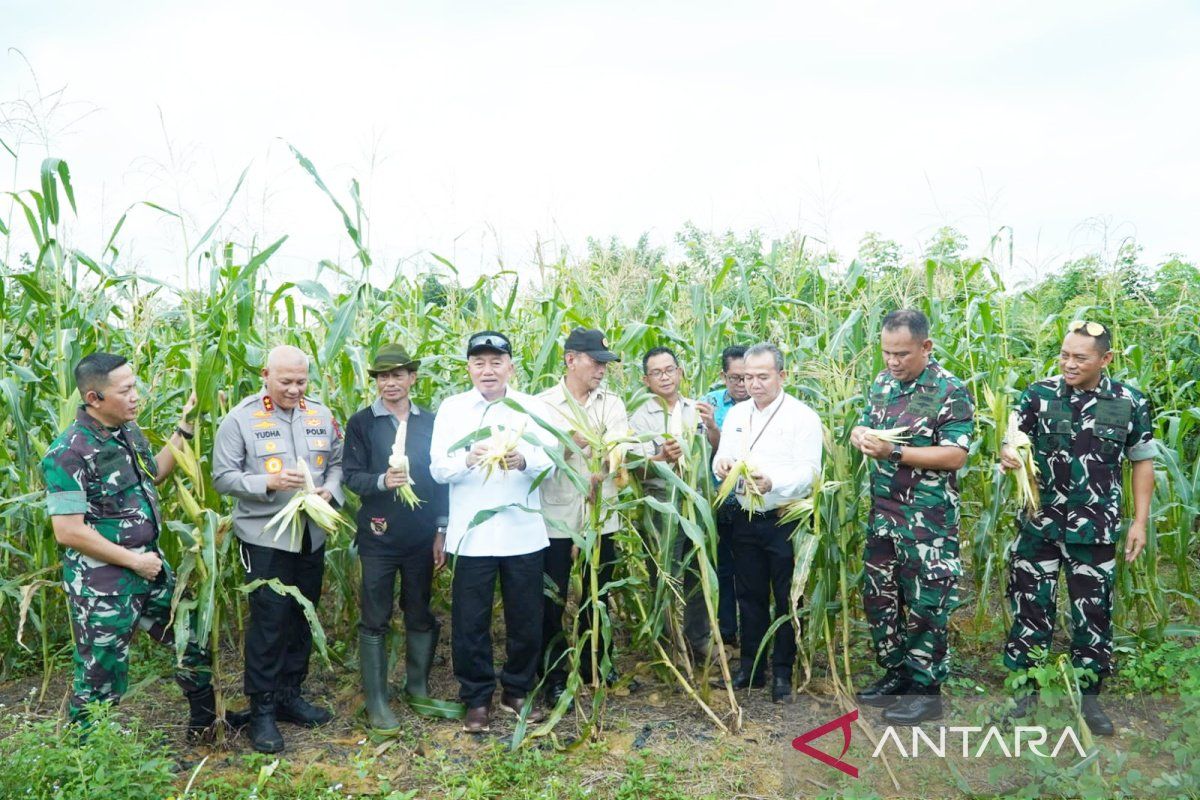 Universitas Lambung Mangkurat panen jagung dan kopi di kebun edukasi seluas 10 hektare