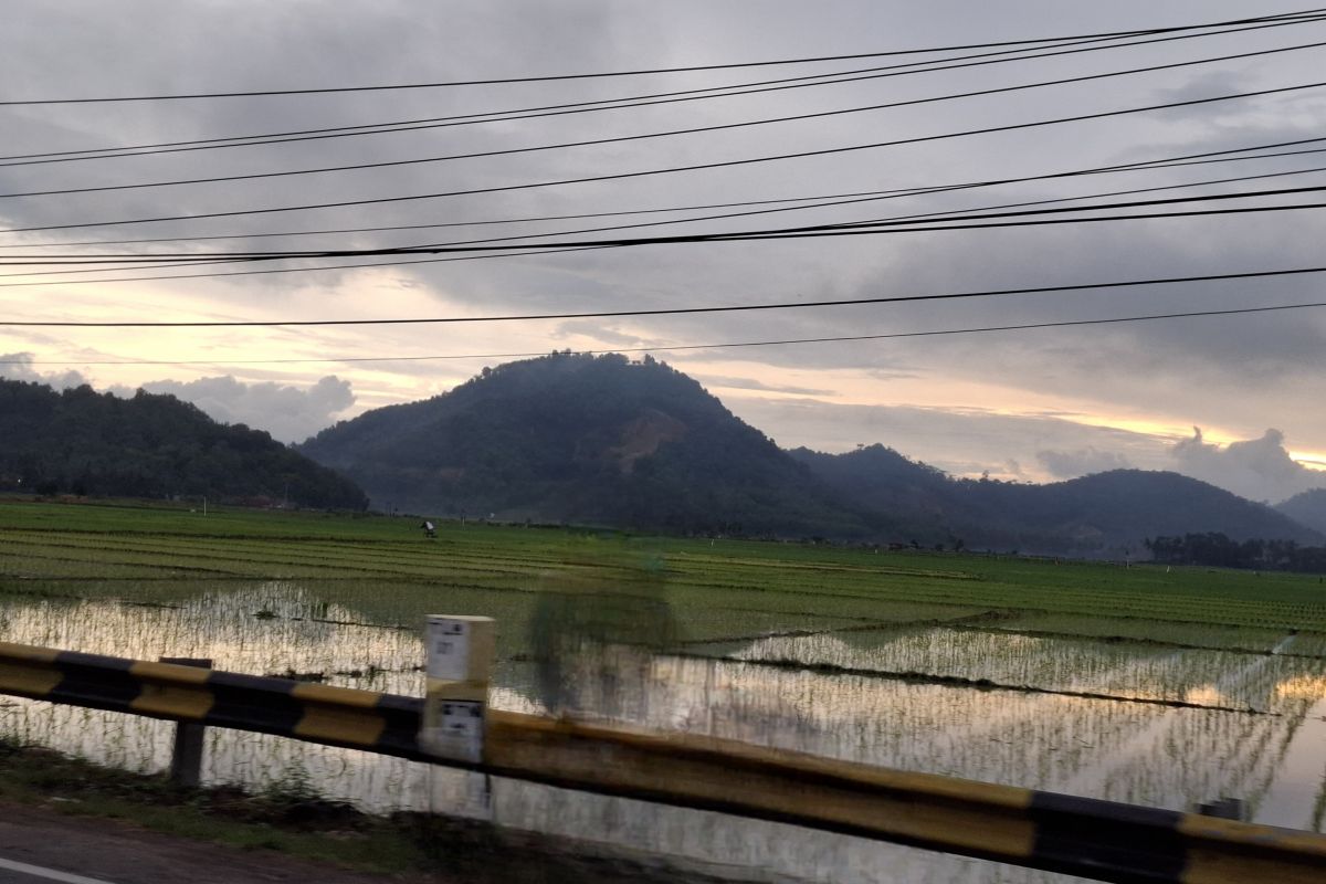 Lampung siapkan 23 ton stok benih untuk persiapan musim tanam dua
