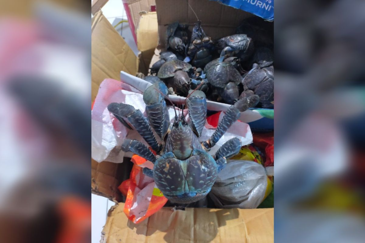 Badan Karantina Sulut gagalkan penyelundupan ketam kenari