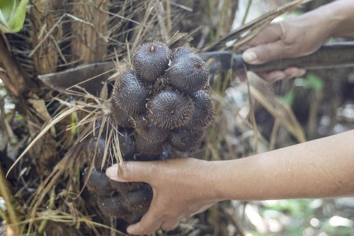 Album Asia: Menengok kesibukan petani memanen buah salak di Yogyakarta