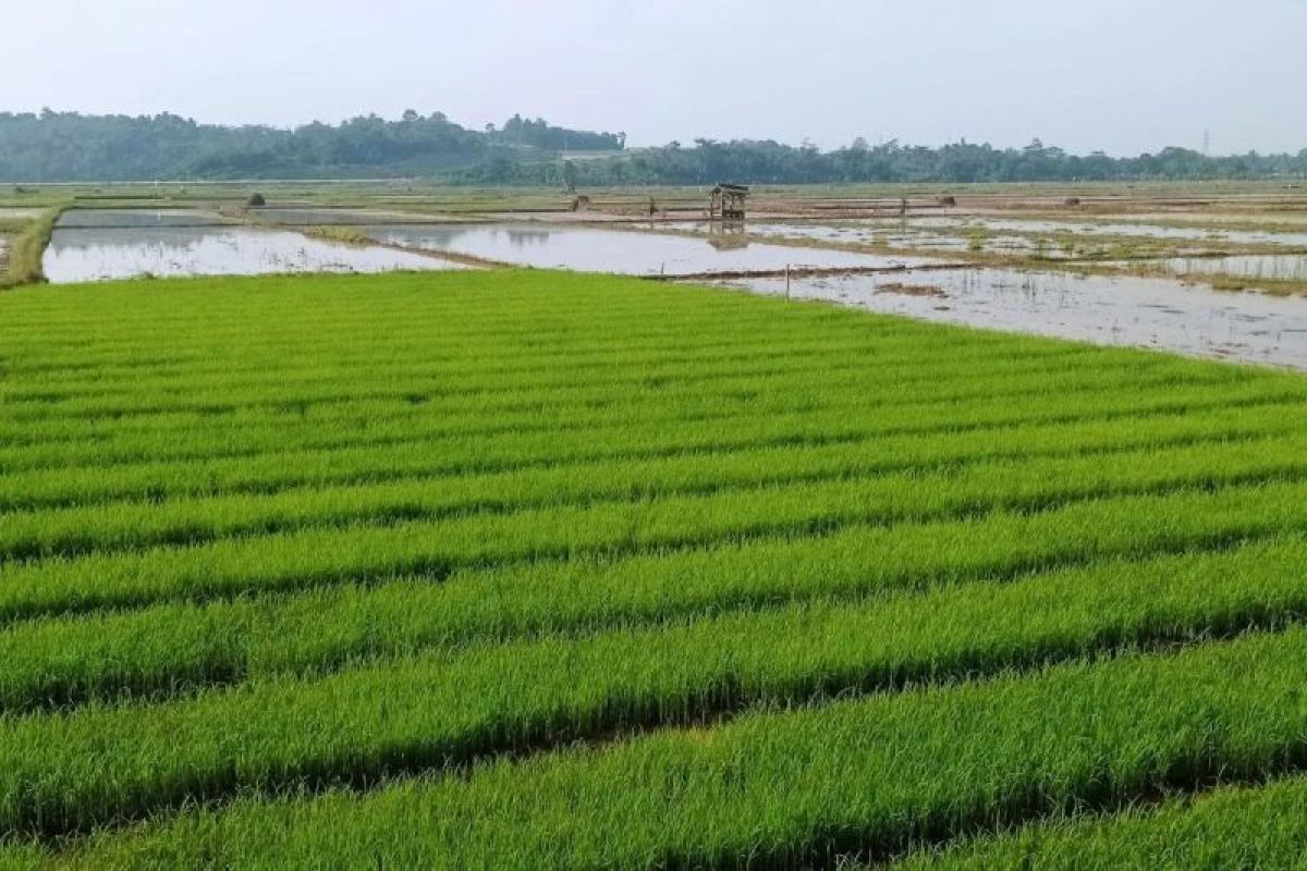 Dukung ketahanan pangan, Distan Lebak minta petani tanam Inpari 32