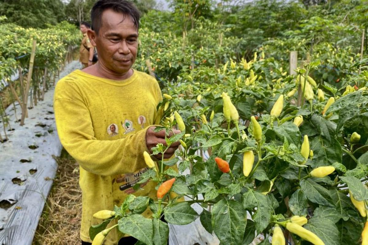 Harga cabai tembus Rp70 ribu, petani Sawang Tapin diuntungkan