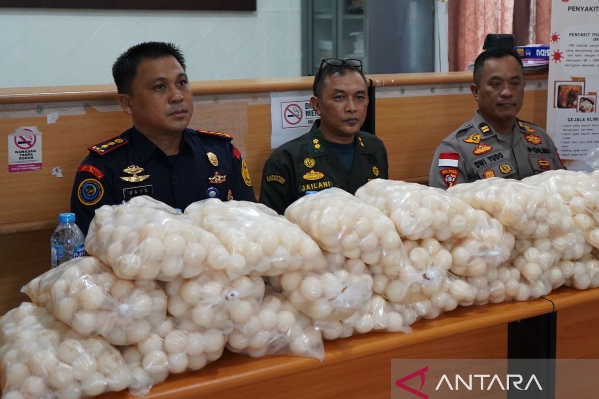KKP gagalkan penyelundupan ribuan telur penyu di Kabupaten Sambas