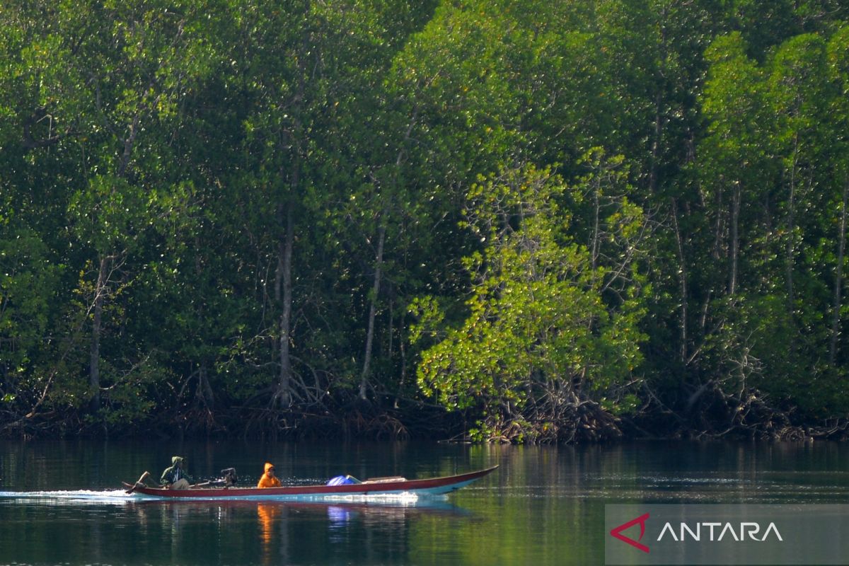 Indonesia's M4CR project advances global ecosystem restoration