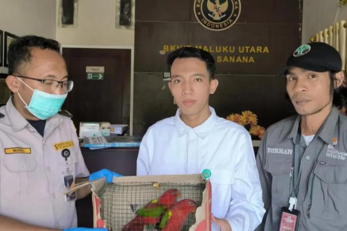 BKSDA Maluku terima penyerahan satwa dilindungi dari BKHIT Malut