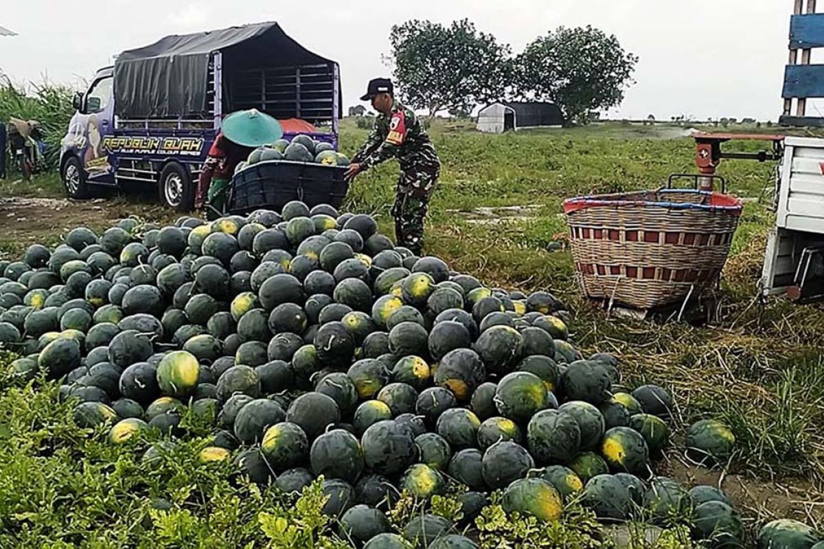 Petani Lumajang kembangkan budidaya semangka di kawasan pesisir