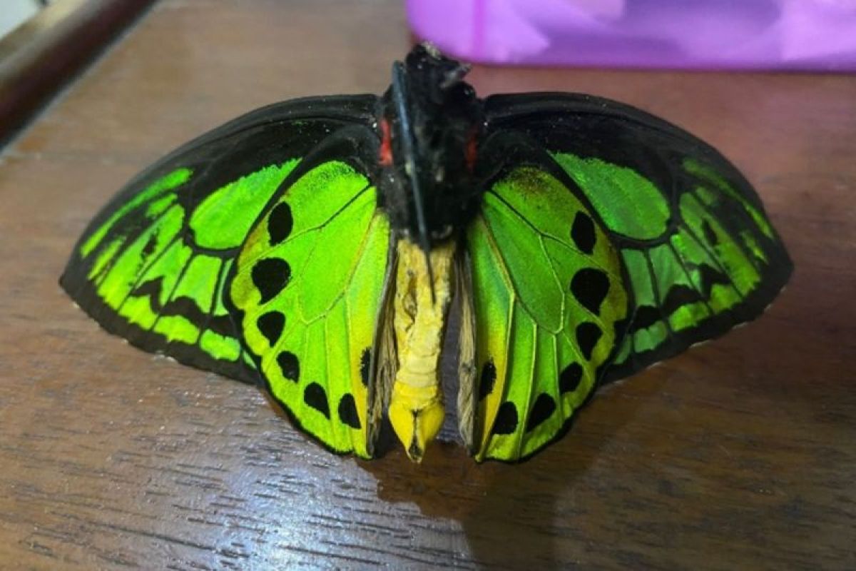 Forestry Ministry thwarts illegal insect trade in W Papua