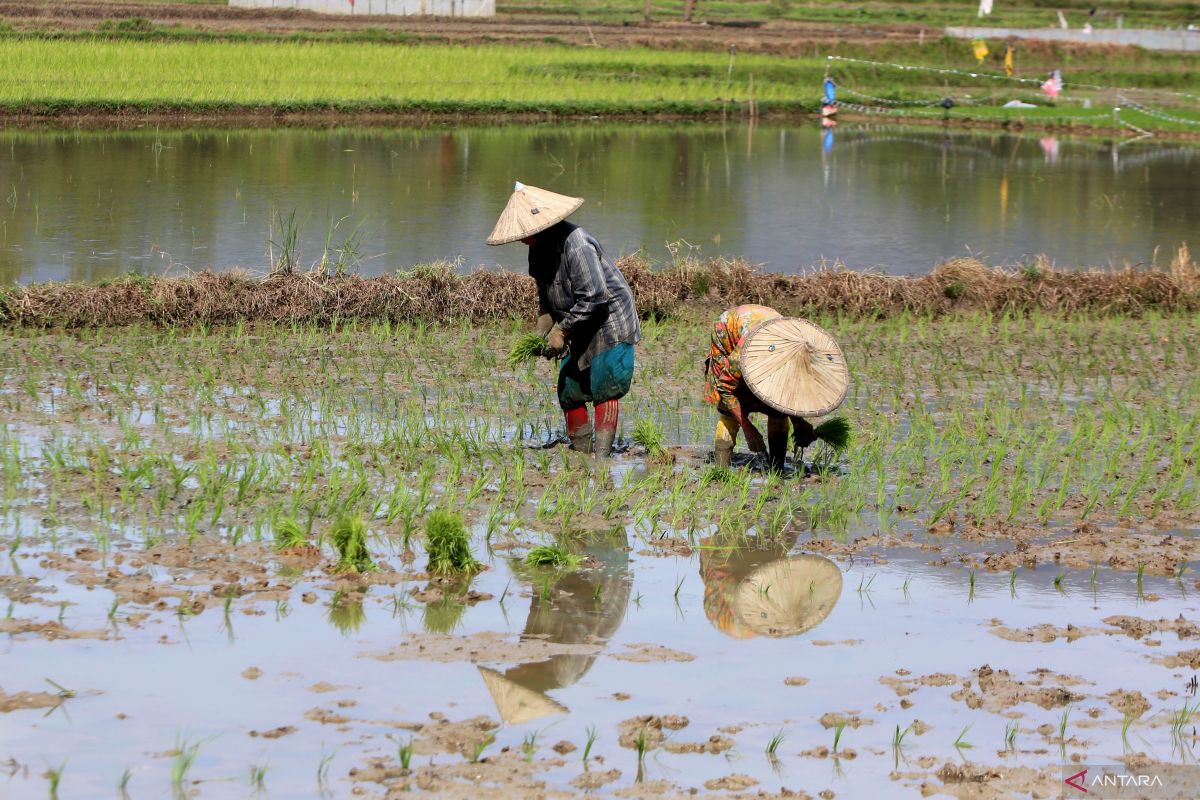 DPR minta pemerintah buat kebijakan khusus atasi petani gurem